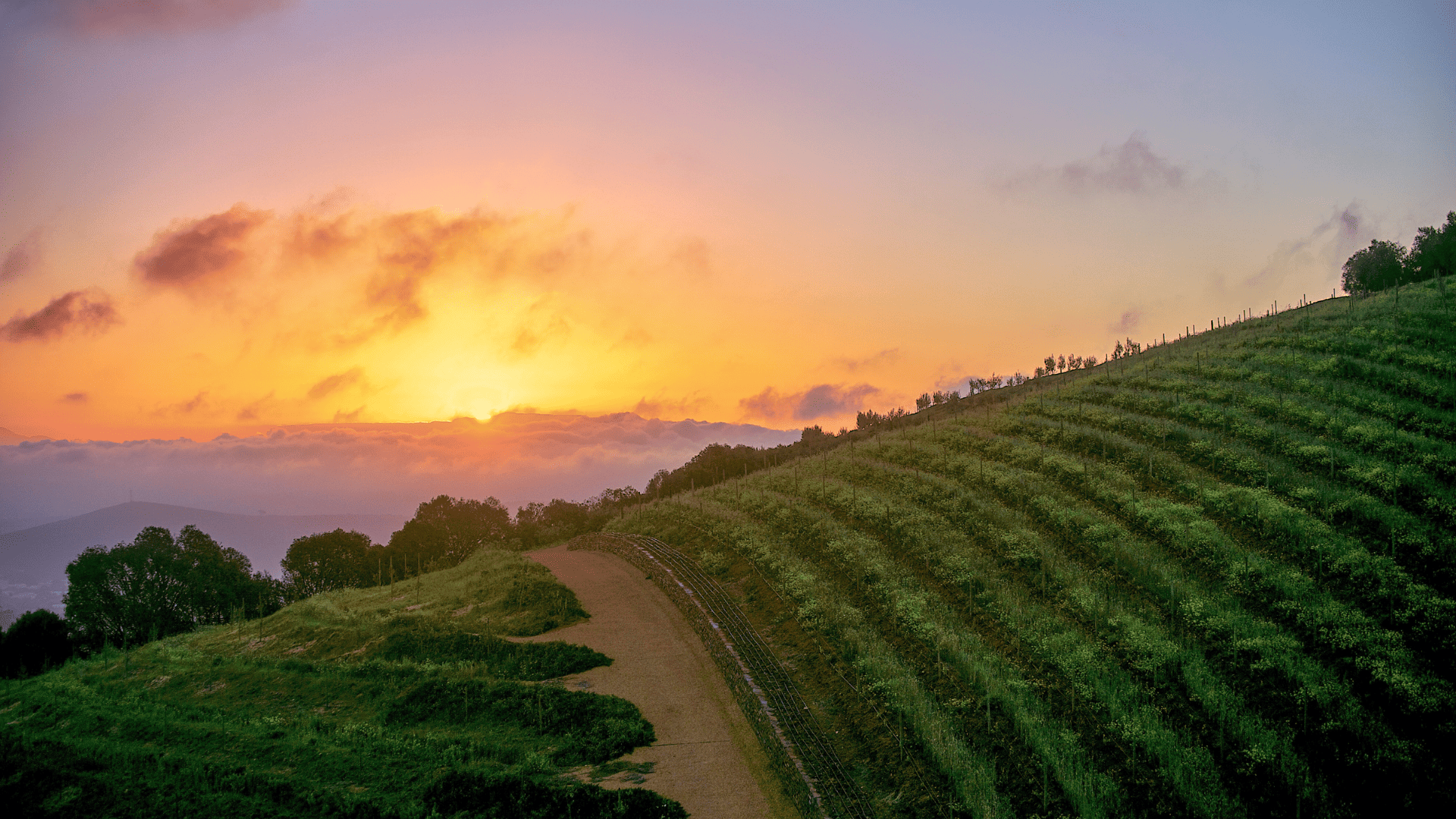 6 Days Breathtaking Cape Town + Winelands Holiday